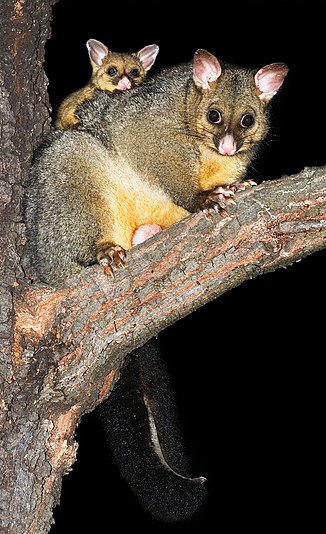 Common Brushtail Possum with Joey