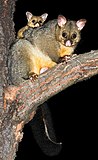 Trichosurus vulpecula