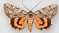 Catocala verrilliana f. beutenmuelleri Verrill's underwing