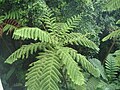 Helecho gigante (Cyathea arborea)