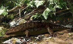 Eryops