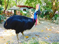 Cassowary, Manila Zoo