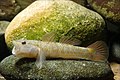 Image 56Rhinogobius flumineus swim on the beds of rivers (from Demersal fish)