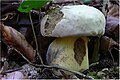 Hřib medotrpký Boletus radicans