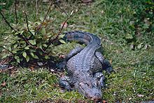 A Chinese alligator in short grass