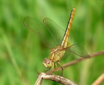 Crocothemis servilia female