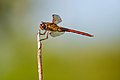 Libellula needhami