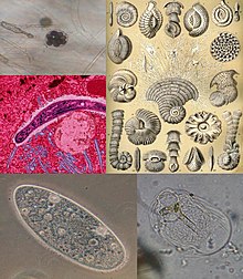 Protist collage.jpg