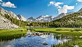 Whitebark pine forest (6)