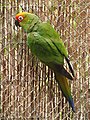 ゴシキメキシコインコ (Aratinga auricapillus)