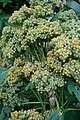 Quinoa plant before flowering