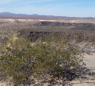 Tandet Kreosotbusk (Larrea tridentata): Naturlig biotop.