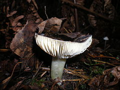 Photographie en vue latérale d'un champignon à chapeau étalé déprimé, à lames blanches épaisses et échancrées, et à pied blanc teinté de jaune