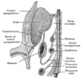 Schematic figure of the bursa omentalis, etc. The human embryo of eight weeks