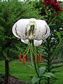 Lilium duchartei