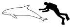 Melon-headed whale size