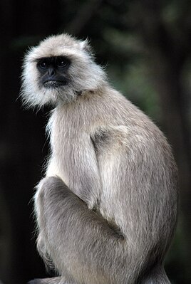 Semnopithecus entellus