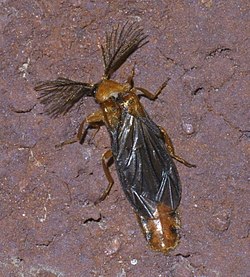 Um típico besouro macho da família Phengodidae apresenta antenas plumosas e élitros incapazes de cobrir totalmente suas asas; que deixam o seu abdômen descoberto.