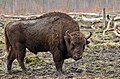 Wisent, if cropped