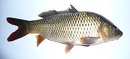 Karpis (Cyprinus carpio)