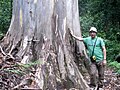 Eucalyptus deanei, Blue Mountains National Park, Australia