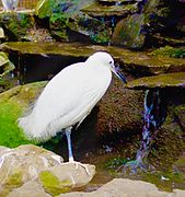 Egret, Manila Zoo