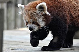 Red panda (Ailurus fulgens).