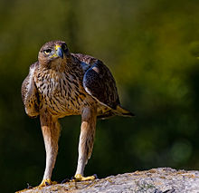 Aigle de Bonelli perché sur un rocher et faisant face à la caméra. Ses longues pattes emplumées sont bien visibles.