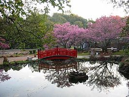 Bloeiende Japanse sierkers in Apucarana