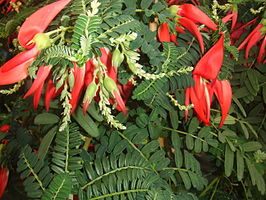 Clianthus puniceus