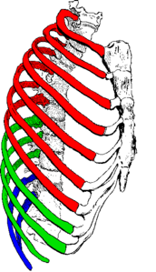 true / fixed ribs   false ribs  false and floating ribs