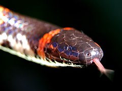 Cylindrophis ruffus