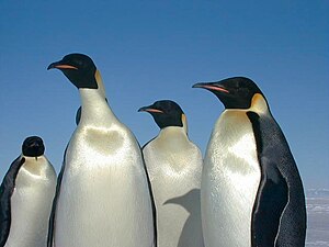 Emperor penguins