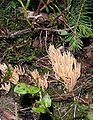 Ramaria invalii