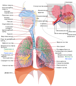 Схематичний вигляд дихальної системи людини з її частинами та функціями.