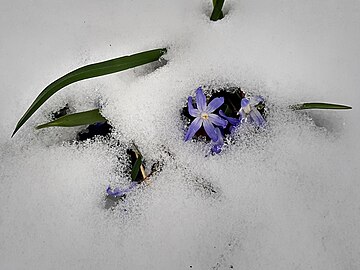 glories-of-the-snow