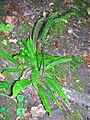 Hard Fern (Blechnum spicant) in the Linn Glen. Note the vertical fertile fronds typical of this species.