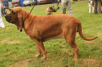 Bloodhound