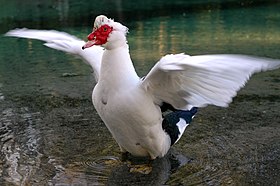 Pato da espécie Cairina moschata