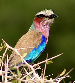 Un rollier à longs brins (Coracias caudatus). (définition réelle 935 × 1 037*)