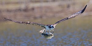 American osprey with rainbow trout