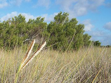 Mentigi bushes behind a dry grass field in Europa Island.