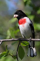 männlicher Rosenbrust-Kernknacker (Pheucticus ludovicianus) (von Cephas)