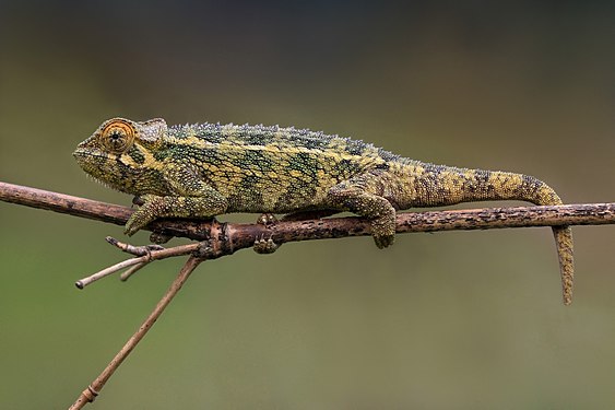 Rough chameleon (created by Charlesjsharp; nominated by J Milburn)