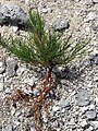 Mladá rostlina přesličníku Casuarina equisetifolia