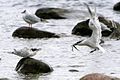 Altvogel mit Fisch im Anflug auf Jungtier