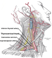 Thyrocervical trunk.png