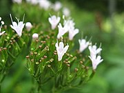 Extreme close-up of flowering structures