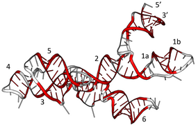 VS ribozyme