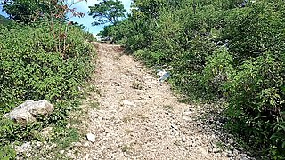 Gebiete mit üppiger Vegetation …